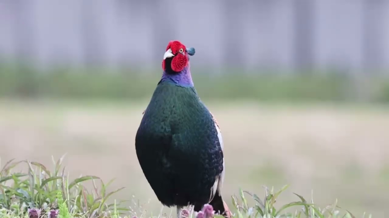 佐渡生き物語】日本の国鳥キジの知られざる秘密に迫る | JAPAN Forward