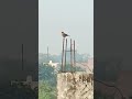 #shortvideo