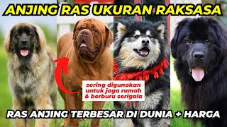 10 LARGEST DOG BREEDS IN THE WORLD by Anjing Peliharaan 10,407 views 1 year ago 8 minutes, 16 seconds