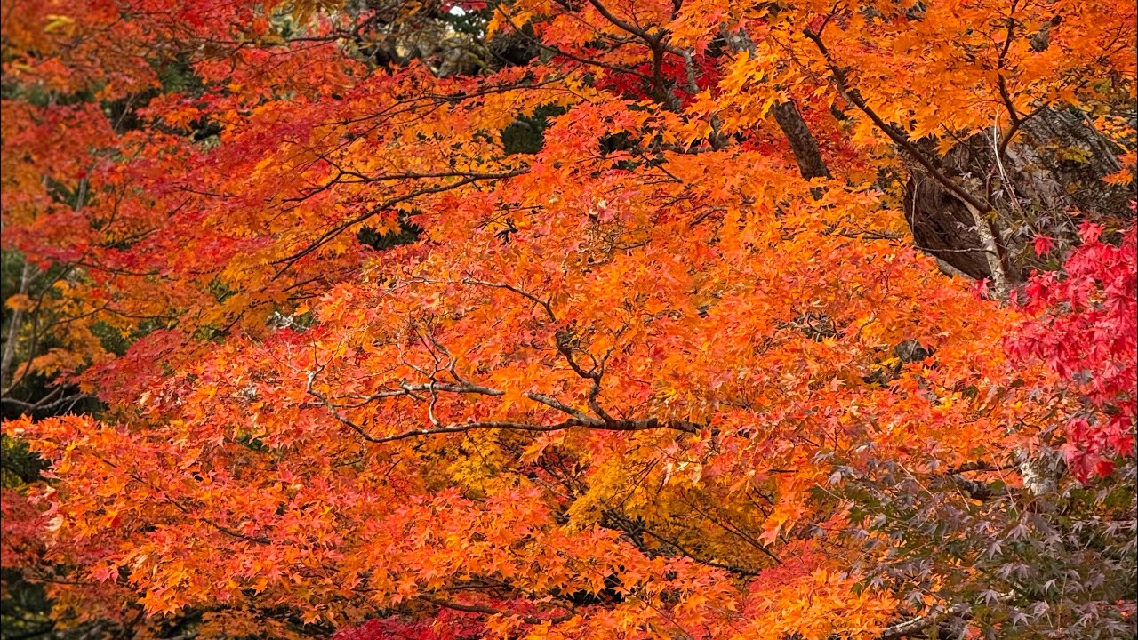 【日本俯瞰紀行】　日光紅葉スポット日塩もみじライン。秋の日光もみじラインをドライブすると途中たくさんの人々や写真家が集まる白滝駐車場があり、そこは見渡す限りの絶景紅葉美を見ることができる☺️