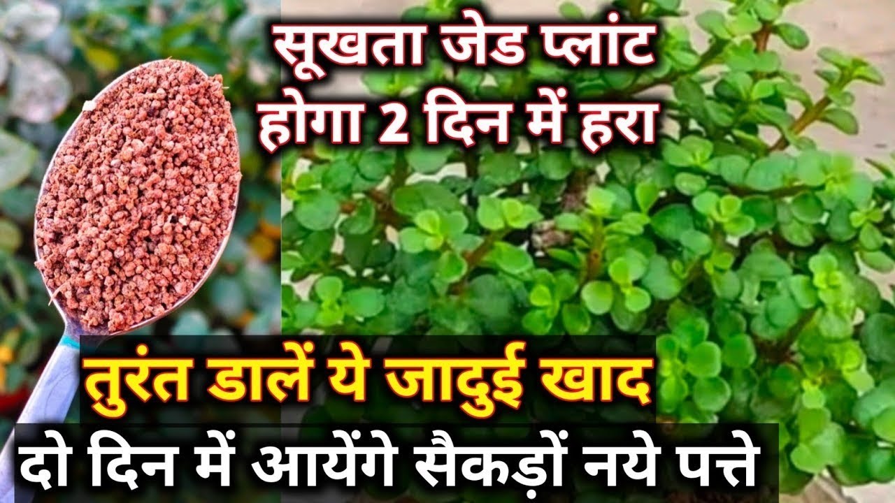 सूखता जेड प्लांट होगा 2 दिन में हरा.Jade plant care.jade plant ki care.ठंड में जेड प्लांट की देखभाल 