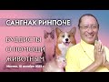 Сангнак Ринпоче. Буддисты о помощи животным