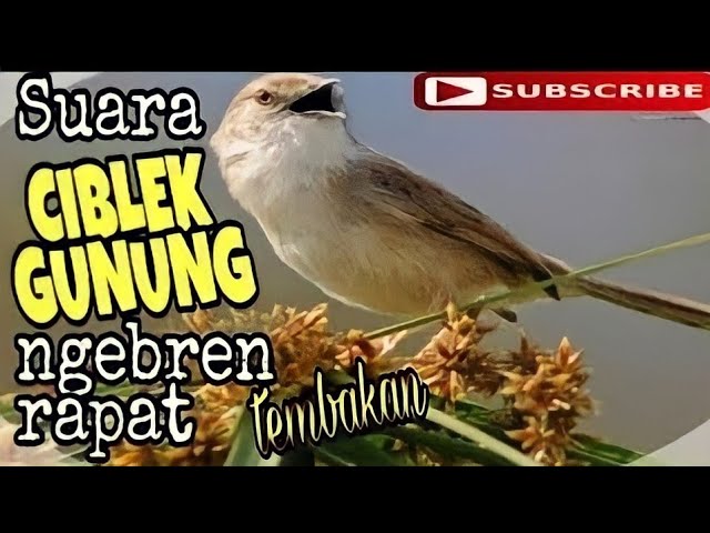 Suara ciblek Gunung ngebren tembakan rapat durasi panjang class=