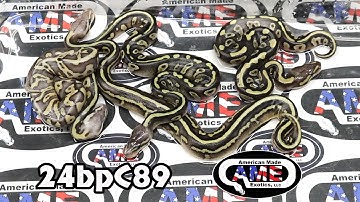 24bpC89 fm Super Chocolate Mojave 50% Pos Het Hypo x m Pastel Leopard Vanilla Desert Ghost Het Hypo