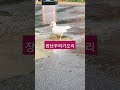 장난꾸러기오리