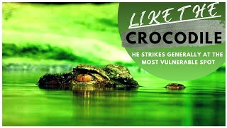 Crocodile - An Introduction | 5 Reasons Why Crocodiles Are the Ultimate Adventure Animal #crocodile Net Worth