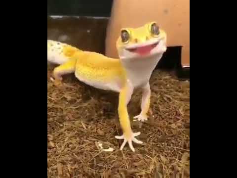 Video: Gecko Bytes: Kujdesi Për Gecko