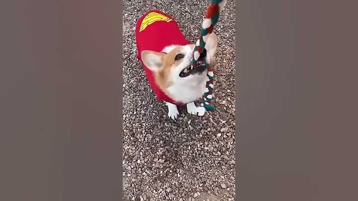 Super Corgi Fails! #funnypets #cute #pets #aww #cat #cutedog #corgi