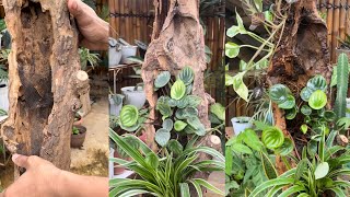 Making a Tropical Vertical Garden | ASMR