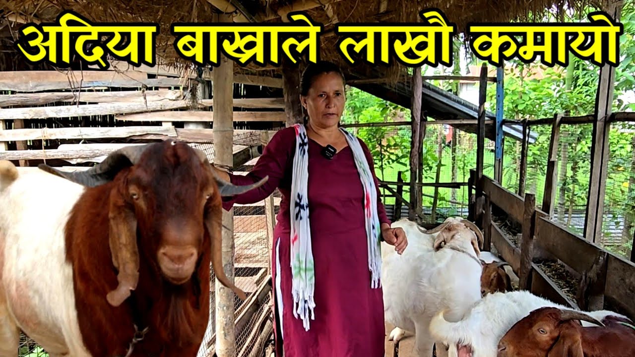 अर्कैको अदिया बाख्रा पालेर घर घडेरी जोडेकी देबकला दिदी,उन्नत बाख्रा पालेर आम्दानी लिदै goat farming