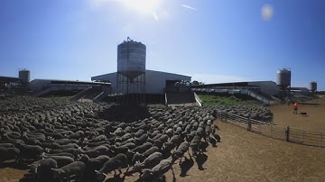 The Livestock Export Supply Chain– Loading Sheep