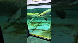 Download Lagu Arapaima ate a 🤯 baby Spotted gar fish. #fish #short #ytshorts #fishing #monsterfish #arapaima MP3 Download Lagu Arapaima ate a 🤯 baby Spotted gar fish. #fish #short #ytshorts #fishing #monsterfish #arapaima MP3