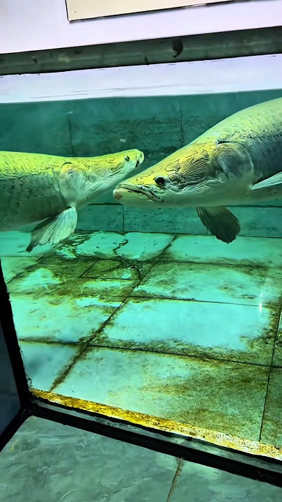 Arapaima ate a 🤯 baby Spotted gar fish. #fish #short #ytshorts #fishing  #monsterfish #arapaima