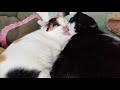 猪妹さんより・おかしなこと(寝返ってる)がおきている(概要欄から飛んでください)