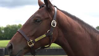 MyRacehorse Pedigree Spotlight: Honor Code - Exonerated '19