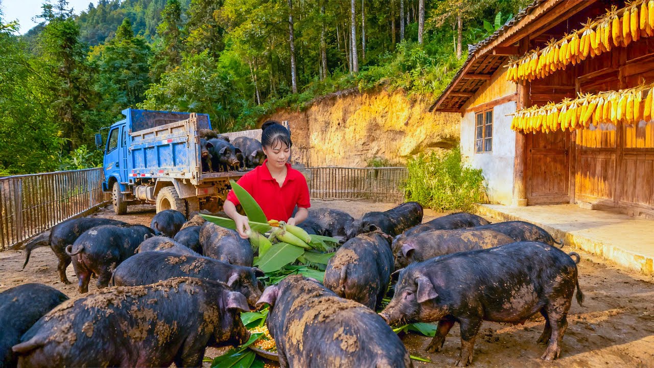 TIMELAPSE --  Sell 100KG Pigs After 1 Year of Raising, Buy 1000 Piglets to Raise | New Peaceful Life