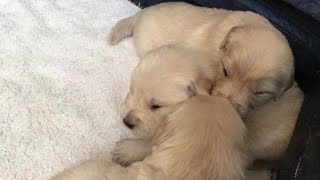 Golden Retriever Puppies Denver Colorado by Terry Farm Kennel 1,421 views 3 years ago 3 minutes, 9 seconds