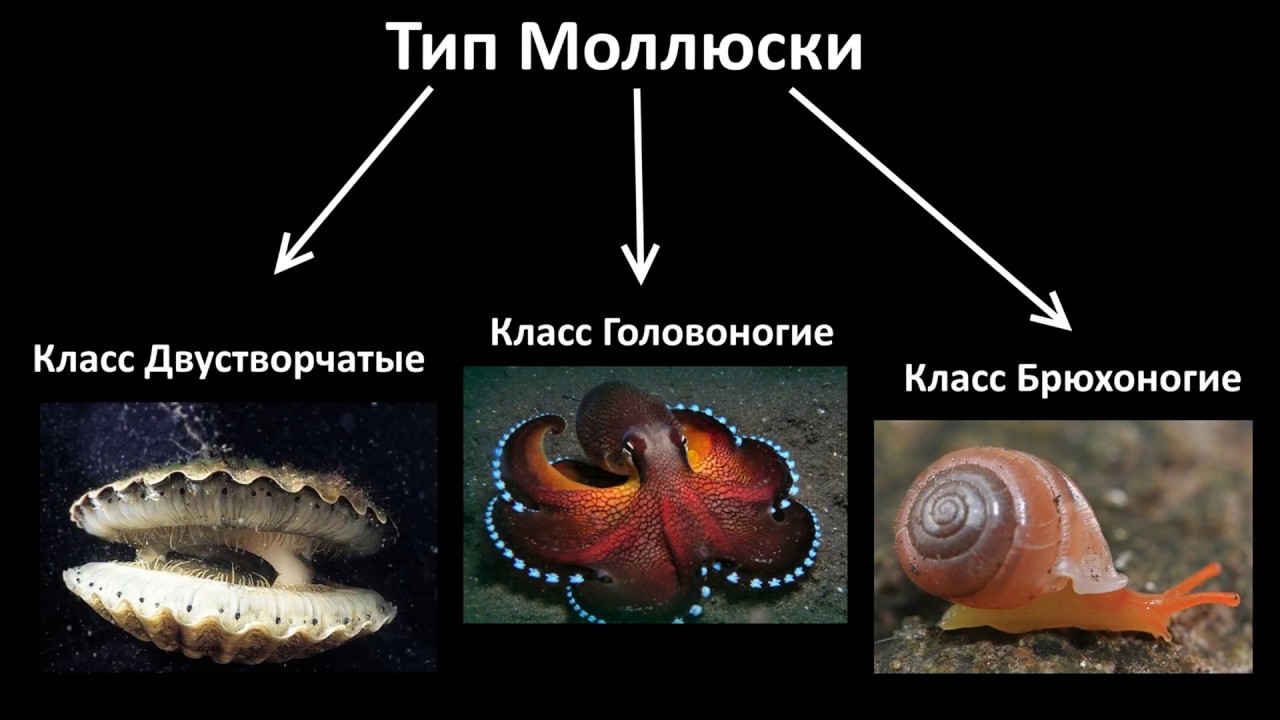 Брюхоногие 2 двустворчатые 3 головоногие