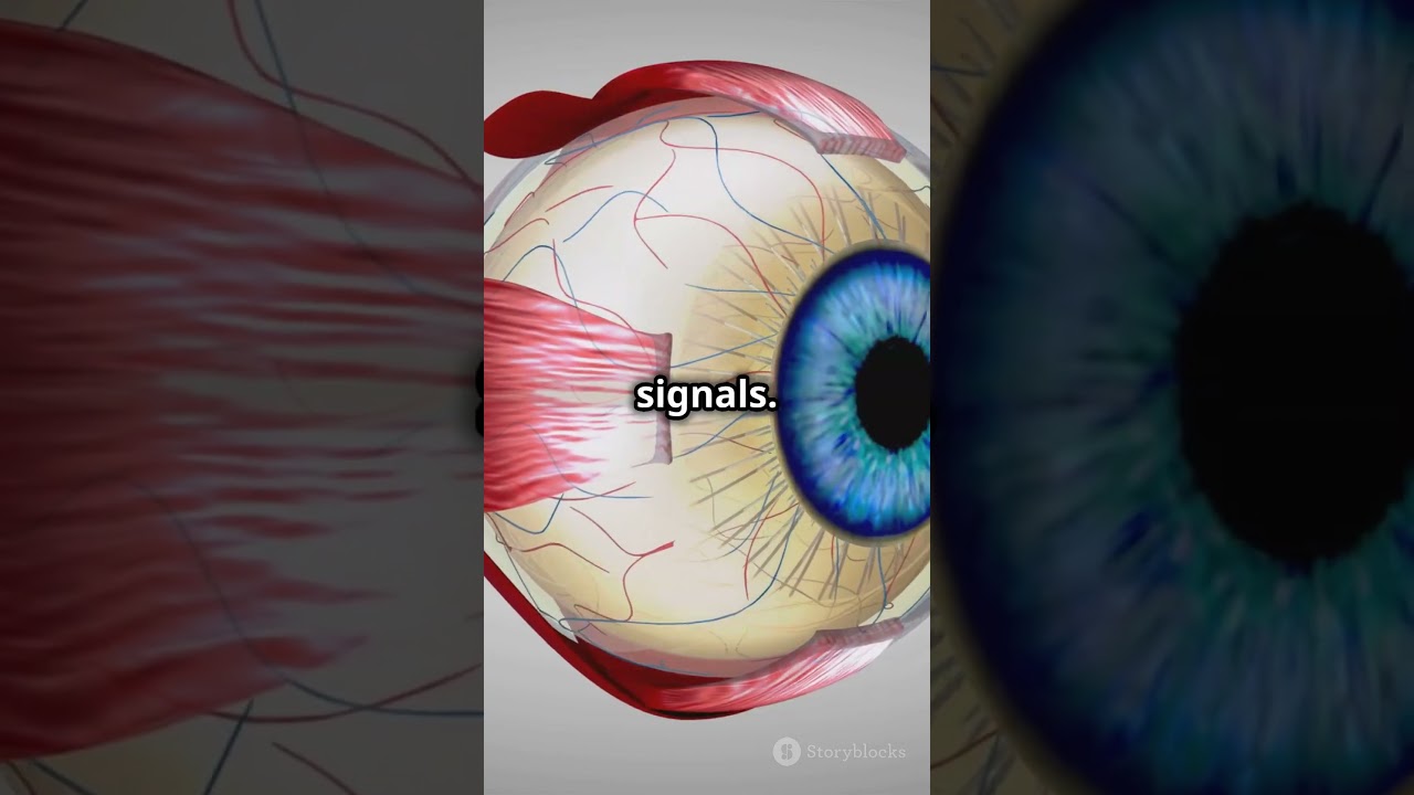 How Our Eyes Work in 3D!  