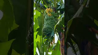Pisang Itu Radioaktif?! Tapi Aman Dimakan 😳 #shorts #faktaunik #tahubangetnih #edukasi