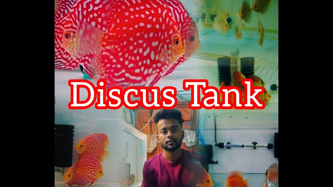 Discus Tank || Discus Fish || Discus Aquarium setup || - YouTube