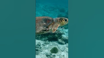 افتح يومك بنور القرآن بعد صلاة الفجر 🌅 | تلاوة تضيء القلب وتملأه بركة