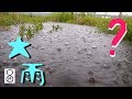 大雨が降ったので休耕田の水路に行ってみると…エッ、何でこんなに集まっているの???