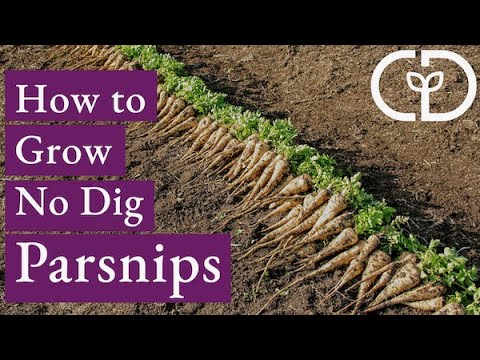 How to Grow No Dig Parsnips - Quick Bed Prep