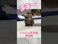 ママを見ると露骨にテンションが爆上がる子猫の末路w完全版