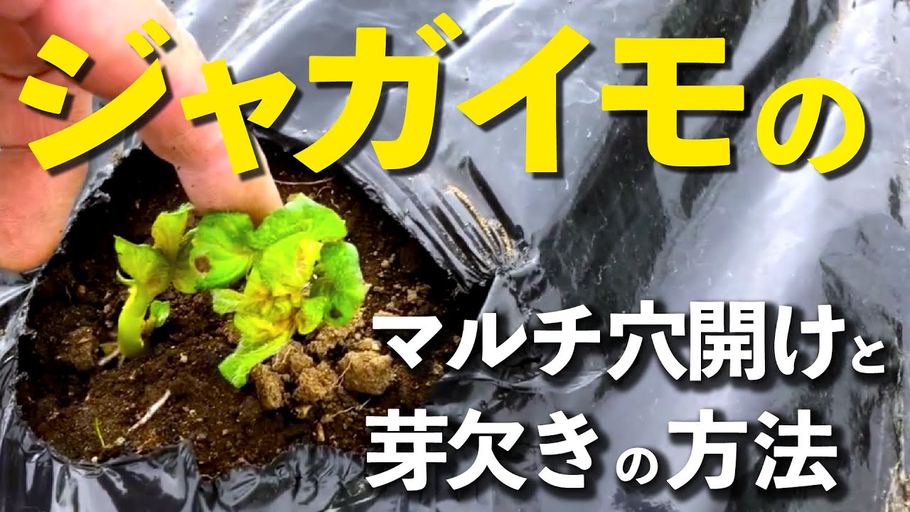 ジャガイモ キタアカリ のマルチの穴あけと芽欠き 種イモを植えてから4 5週間目の手入れ作業です Youtube ジャガイモ キタアカリ のマルチの穴あけと芽欠き 種イモを植えてから4 5週間目の手入れ作業です Youtube