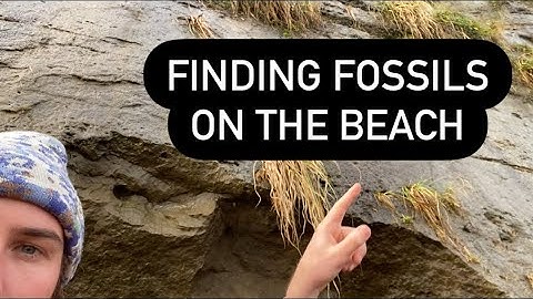 Hunting for Marine Fossils After California’s Historic Winter Storms