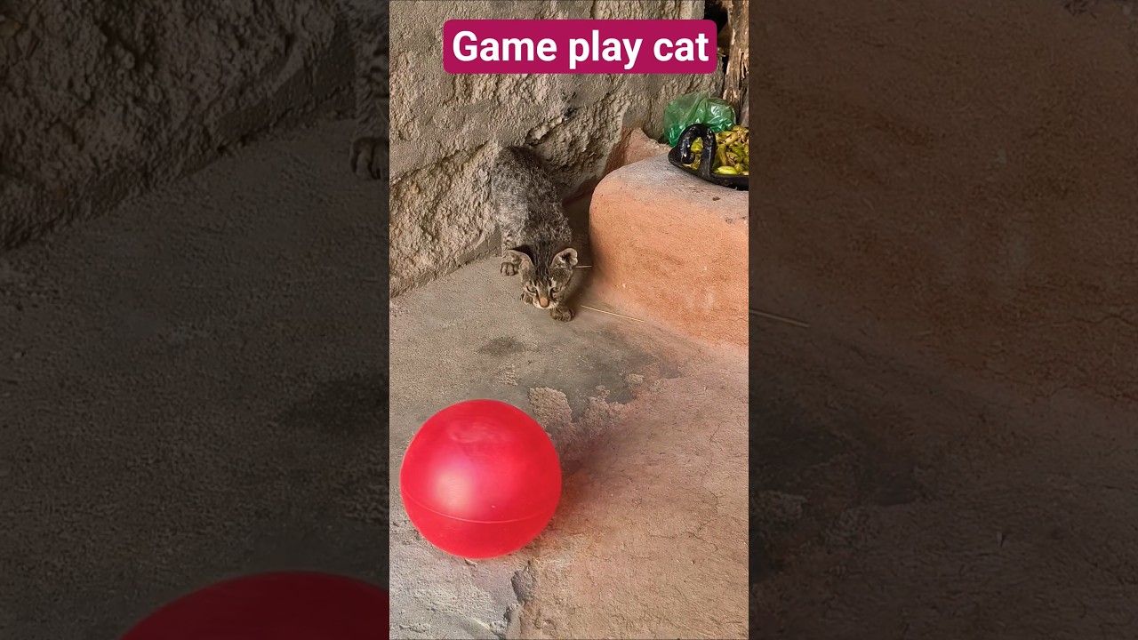 Game play cat 