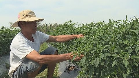 Mô hình chuyển đổi cơ cấu cây trồng thích ứng với biến đổi khí hậu ở xã Vinh Kim huyện Cầu Ngang