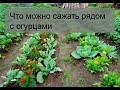 Что можно сажать рядом с огурцами