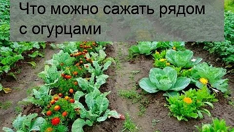 Что можно сажать рядом с огурцами
