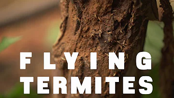 Should I worry about flying termites?