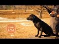 Gun Dog Sykes - For Sale Gun Dog Sykes - For Sale
