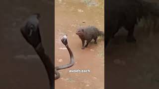 Nature’s Ultimate Showdown: Mongoose vs Snake #mongoose #shorts #animalfacts