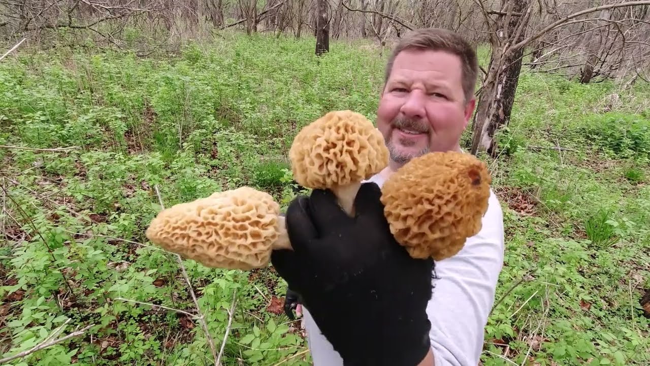 Find Big Yellow Morel Mushrooms......hunt the Sycamore Duff.
