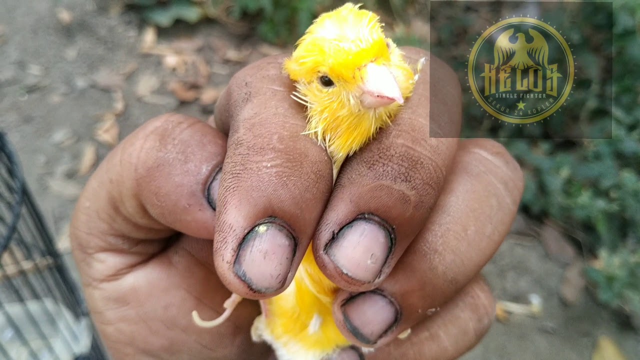 Cara mudah mengobati,mengatasi kenari kutuan,troble bulu, 