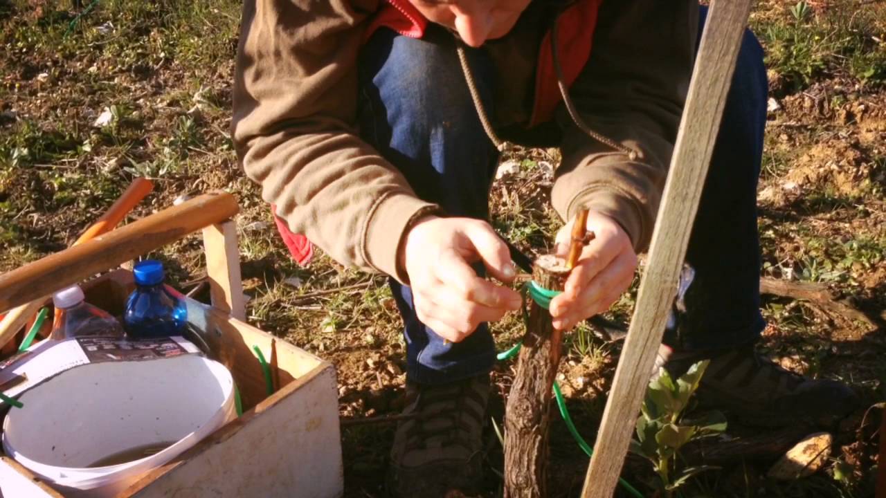 L'Innesto della Vite