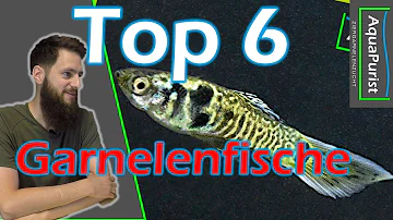 Welche Fische kann ich zu Garnelen setzen?