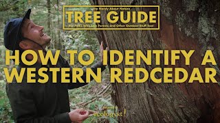 Western Redcedar - How to Identify Them!  || Nerdy About Nature Tree Guide Content