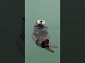 #animallife #wildlife #jimcorbettwildlifeandnatureview #animals #wildlifeentertainment
