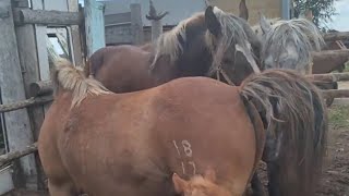 Stallion and a young mare get to know each other ।  Horses meeting