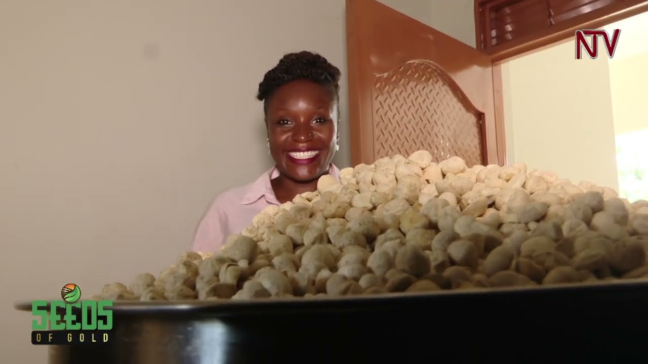 Unlocking the potential of moringa-based products | SEEDS OF GOLD