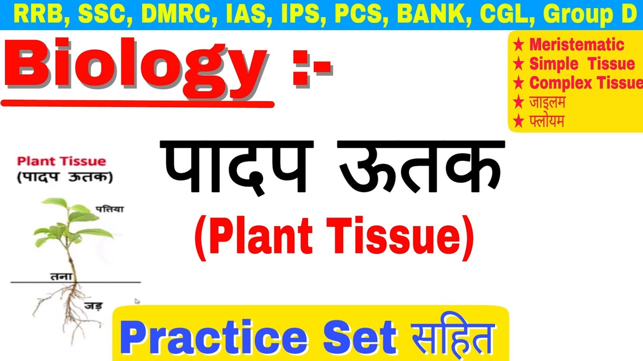 xylem essay in hindi