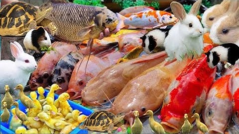 Bắt Các Con Vật Dễ Thương, Vịt Con Cá Cảnh Cá Koi, Thỏ Cá Lau Kiếng, Rùa Cá Trê, Cua Chuột Lang, Mèo