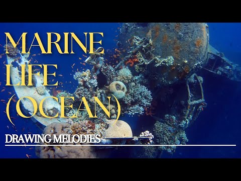 Drawing Melodies - Marine Life (Ocean) (Official Video)