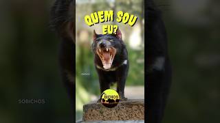 Diabo-da-Tasmânia: o que ninguém te contou sobre o "TAZ da vida real. Por que ele leva esse nome?